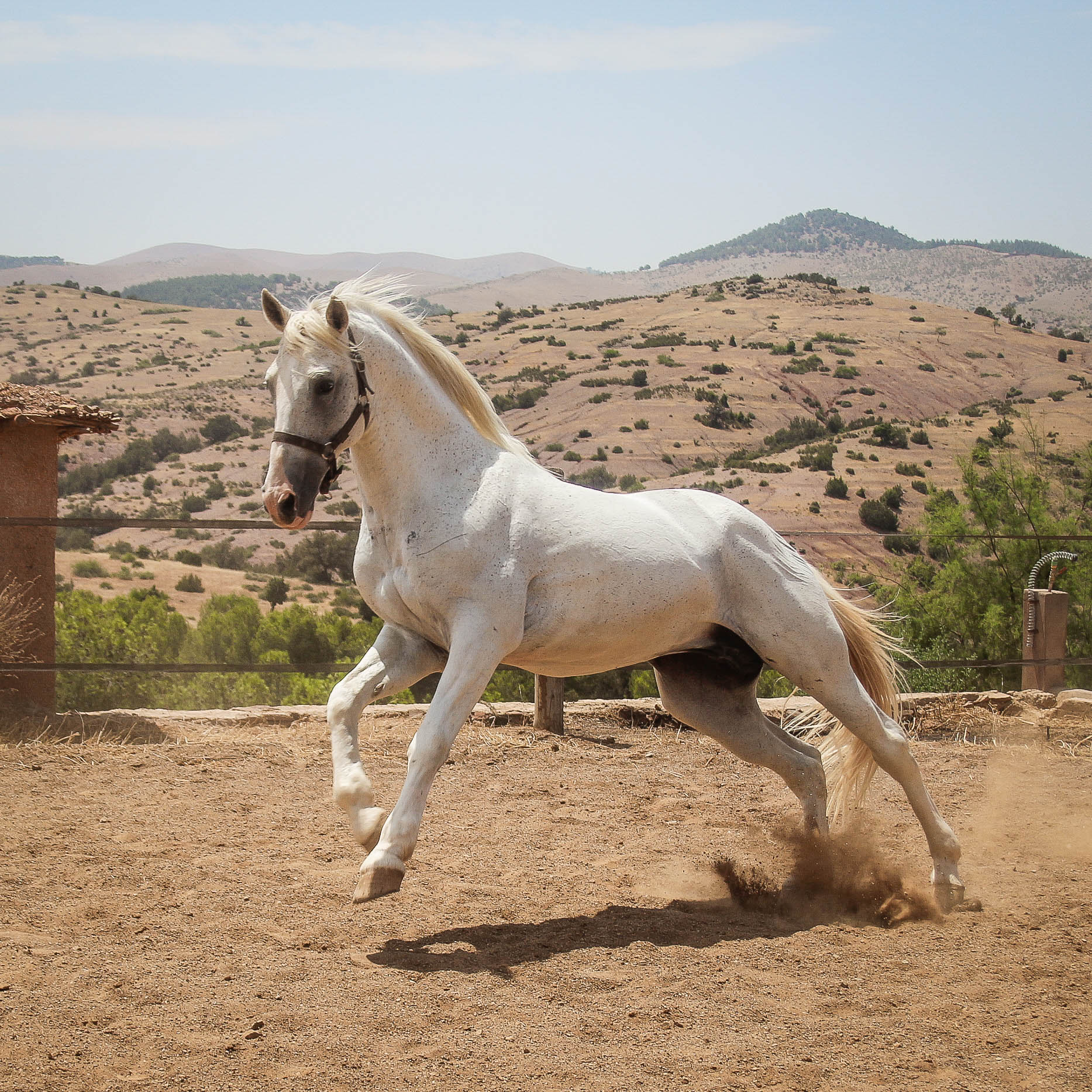 Lascar, 16 ans, entier pour des cavaliers confirmés, porteur, chevaux de tête.